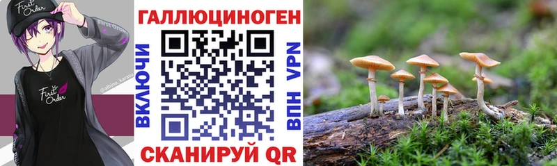 KRAKEN tor  Багратионовск  Галлюциногенные грибы прущие грибы 
